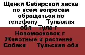 Щенки Себирской хаски по всем вопросам обращаться по телефону  - Тульская обл., Тула г., Новомосковск г. Животные и растения » Собаки   . Тульская обл.